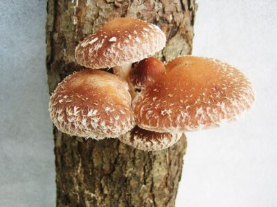 How to Grow Shiitake Mushrooms Image